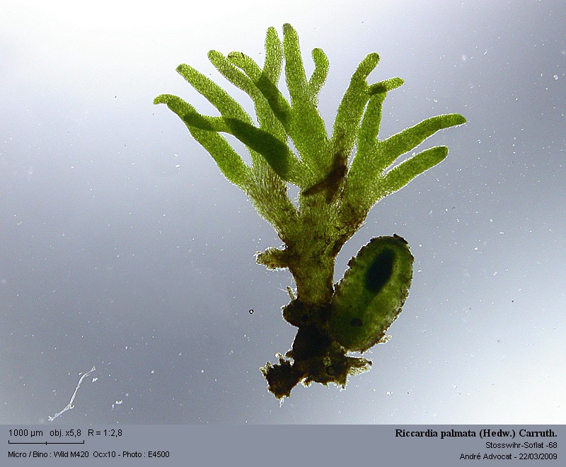 Riccardia palmata (Hedw.) Carruth. #40044