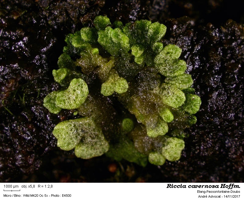 Riccia cavernosa Hoffm. #52493