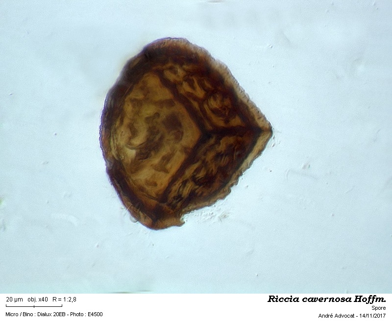 Riccia cavernosa Hoffm. #52495