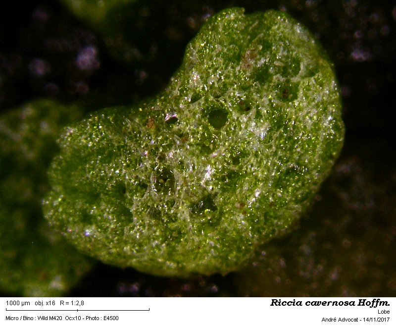 Riccia cavernosa Hoffm. #52494