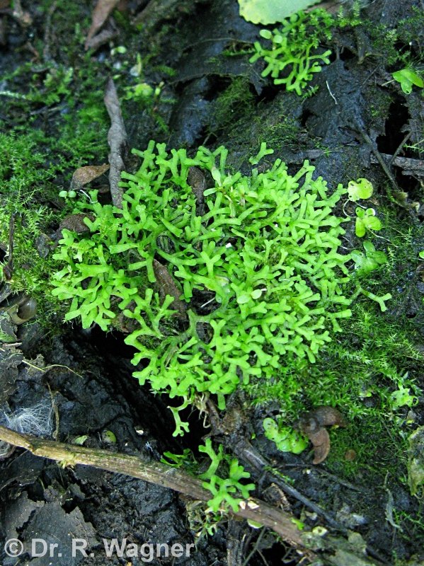 Riccia fluitans #11891