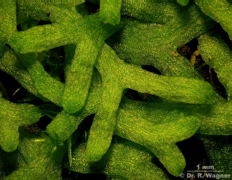 Riccia fluitans #11892