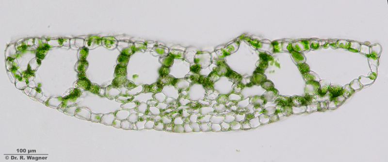 Riccia fluitans #11893