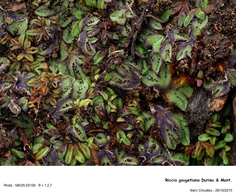 Riccia gougetiana Durieu & Mont. #52500