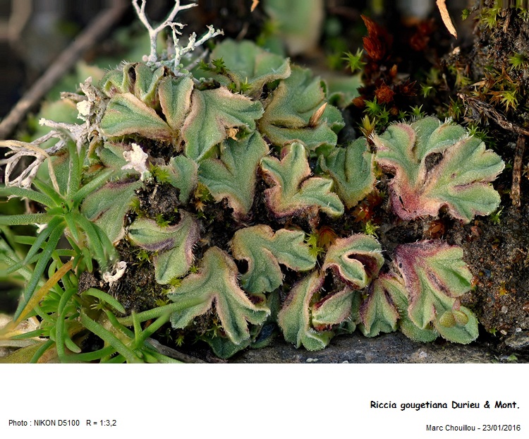 Riccia gougetiana Durieu & Mont. #52498