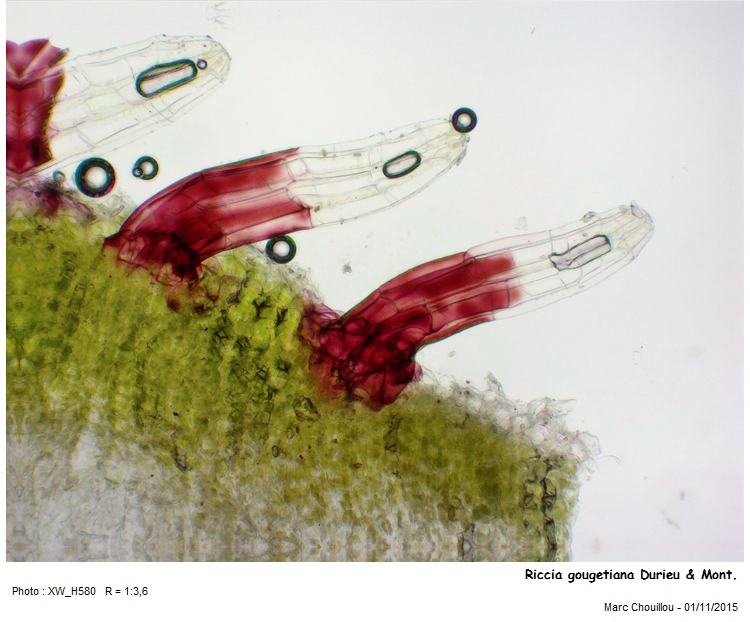 Riccia gougetiana Durieu & Mont. #52502