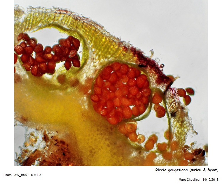 Riccia gougetiana Durieu & Mont. #52505