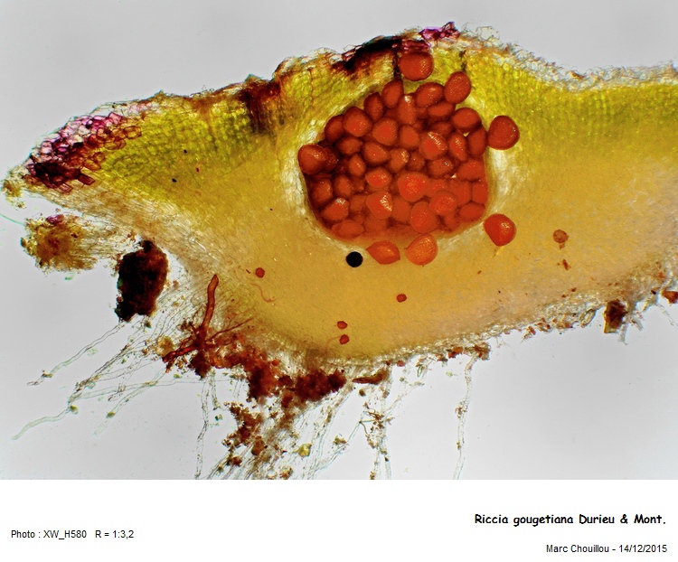 Riccia gougetiana Durieu & Mont. #52504