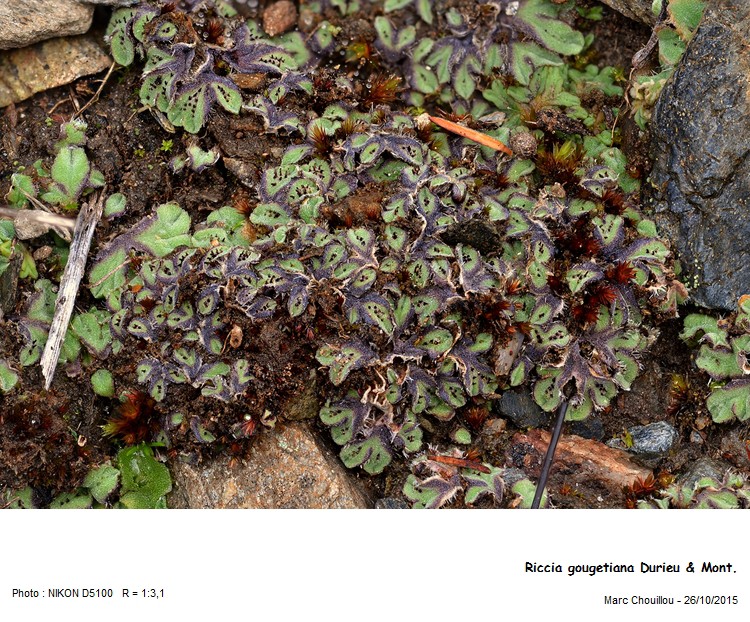 Riccia gougetiana Durieu & Mont. #52497