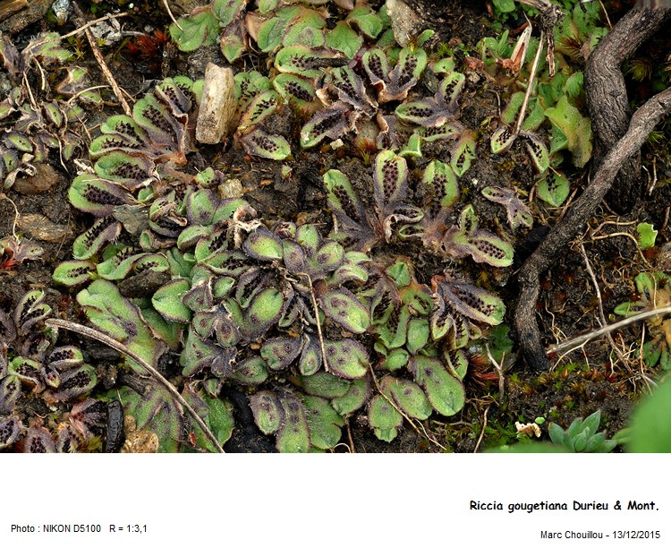 Riccia gougetiana Durieu & Mont. #52503