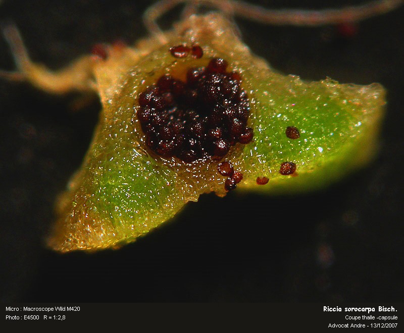 Riccia sorocarpa Bisch. #1277