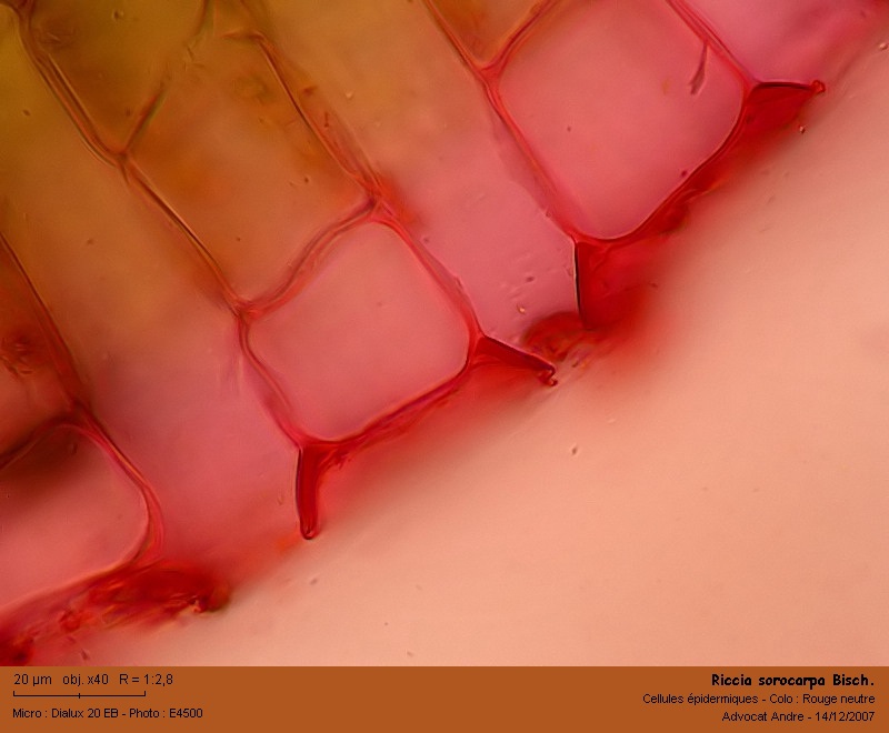 Riccia sorocarpa Bisch. #1284