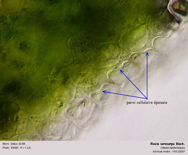Riccia sorocarpa Bisch. #1283