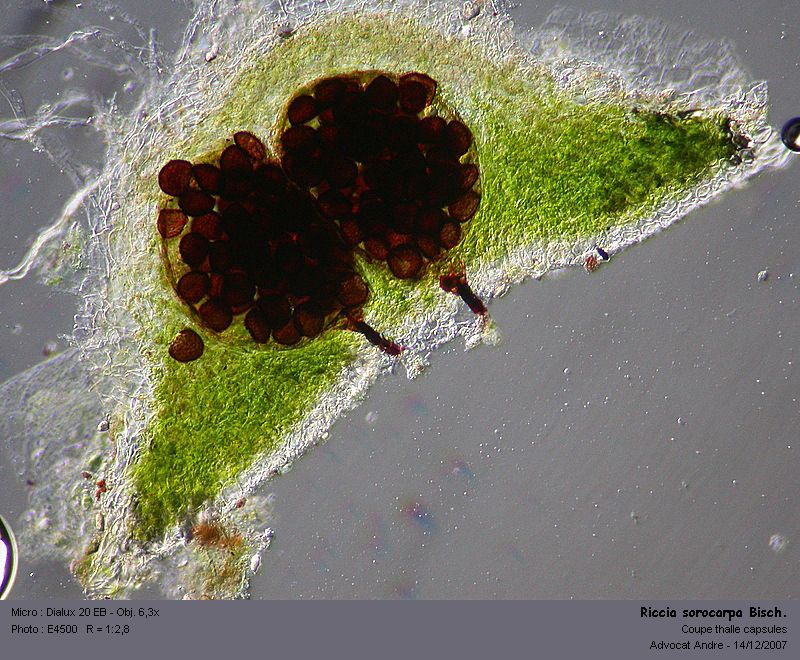 Riccia sorocarpa Bisch. #1278