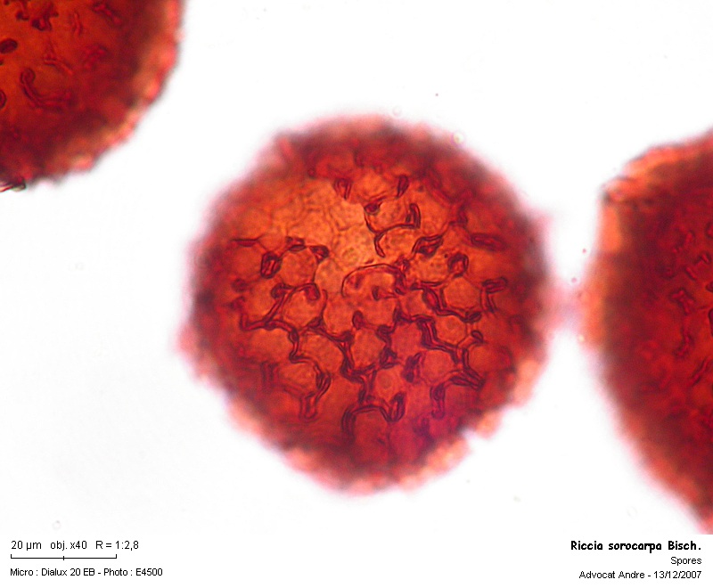 Riccia sorocarpa Bisch. #1279