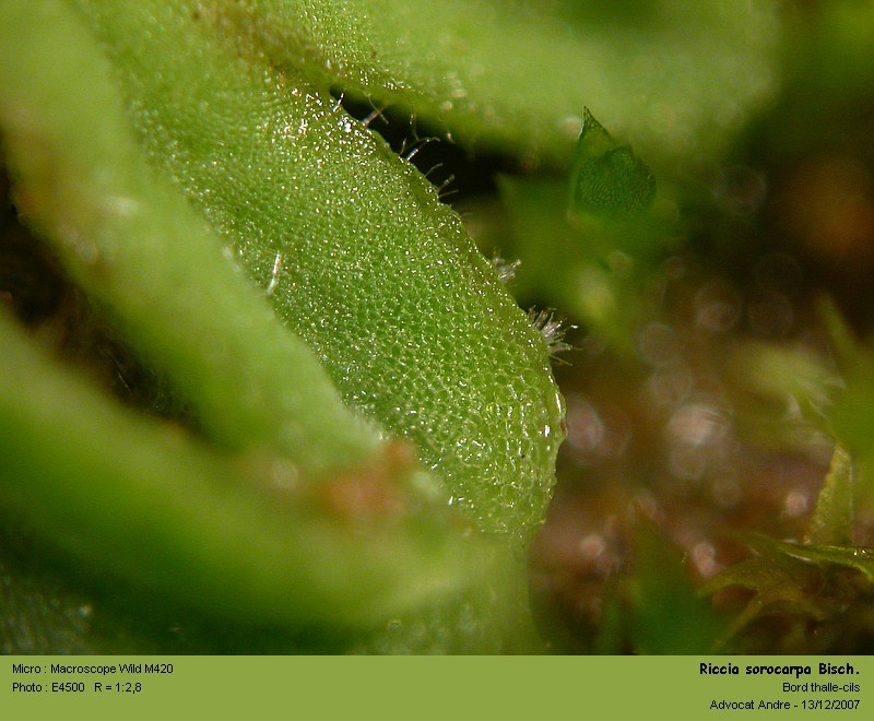 Riccia sorocarpa Bisch. #8348