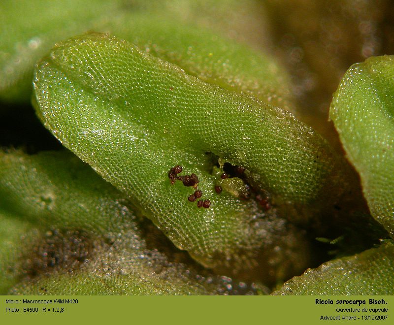 Riccia sorocarpa Bisch. #8351