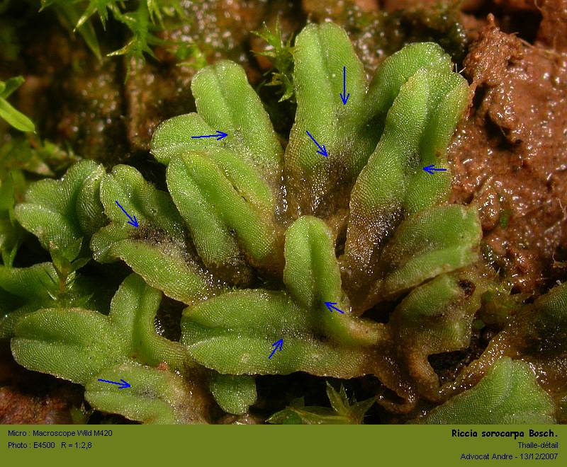 Riccia sorocarpa Bisch. #8349