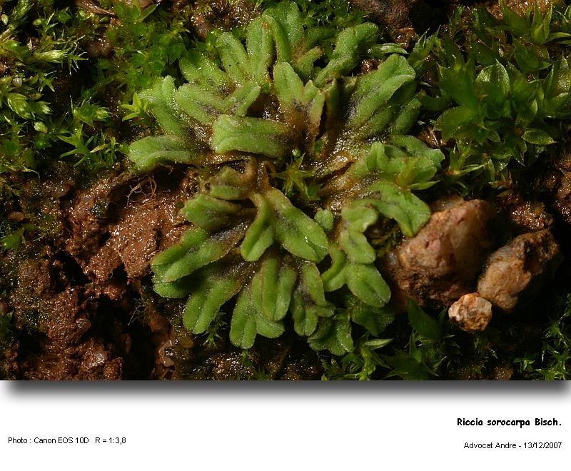 Riccia sorocarpa Bisch. #8347