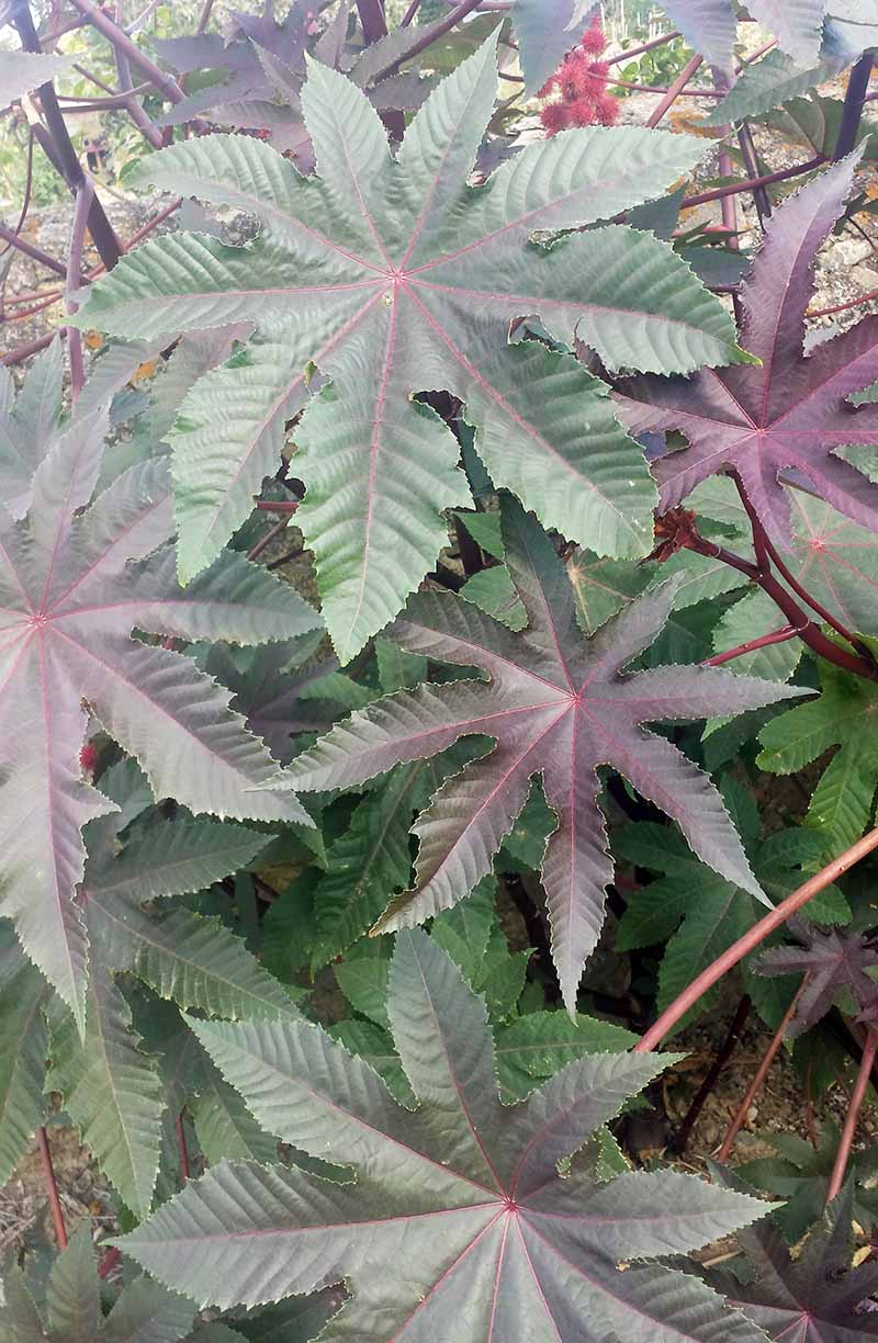 Ricinus communis #51916