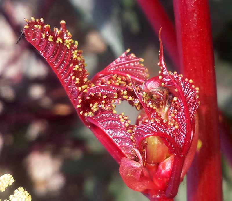 Ricinus communis #51918