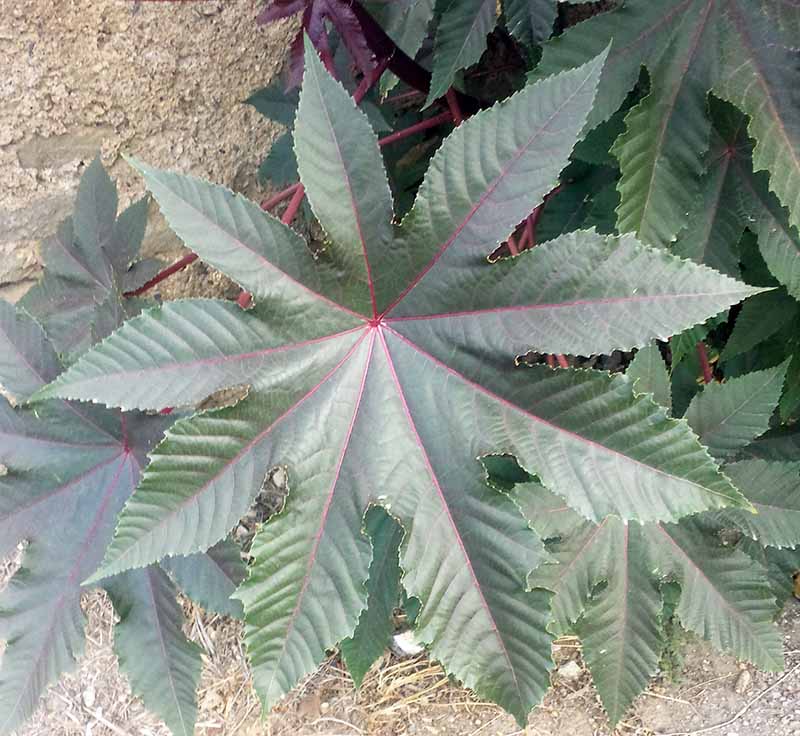 Ricinus communis #51917