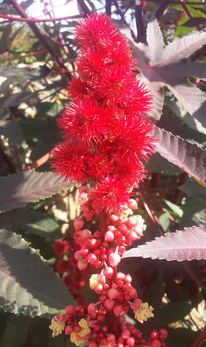 Ricinus communis #51922