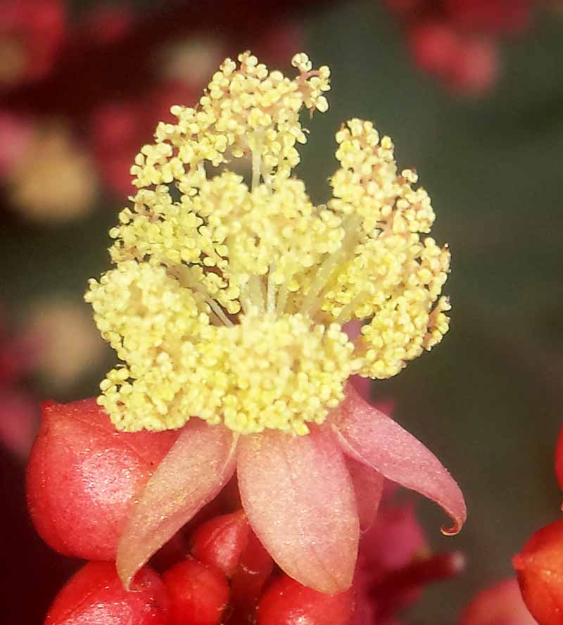 Ricinus communis #51921