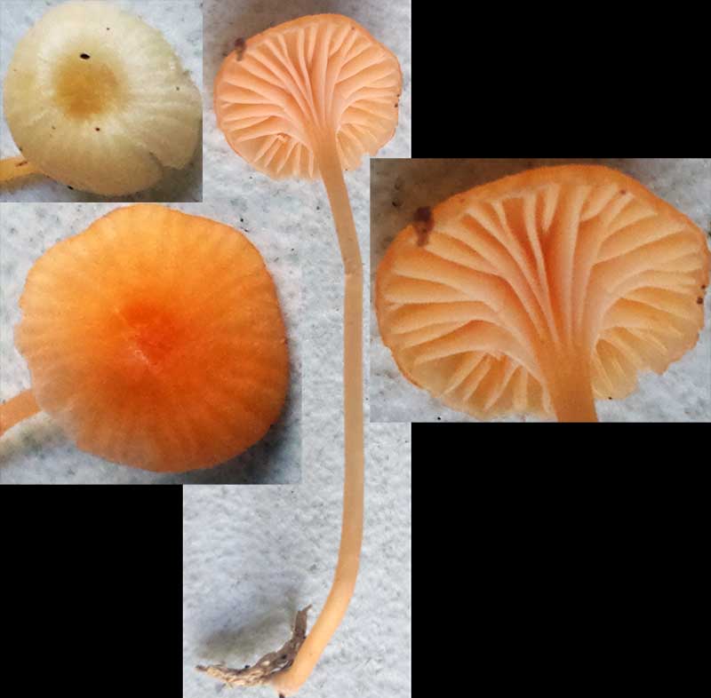 Rickenella fibula #42626