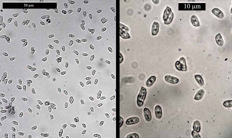 Rickenella fibula #42627