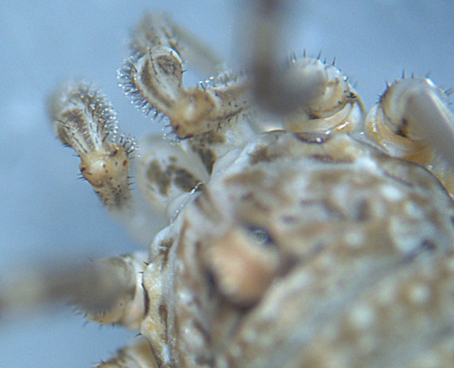 Rilaena triangularis - Phalangiidae - Opilion #3936