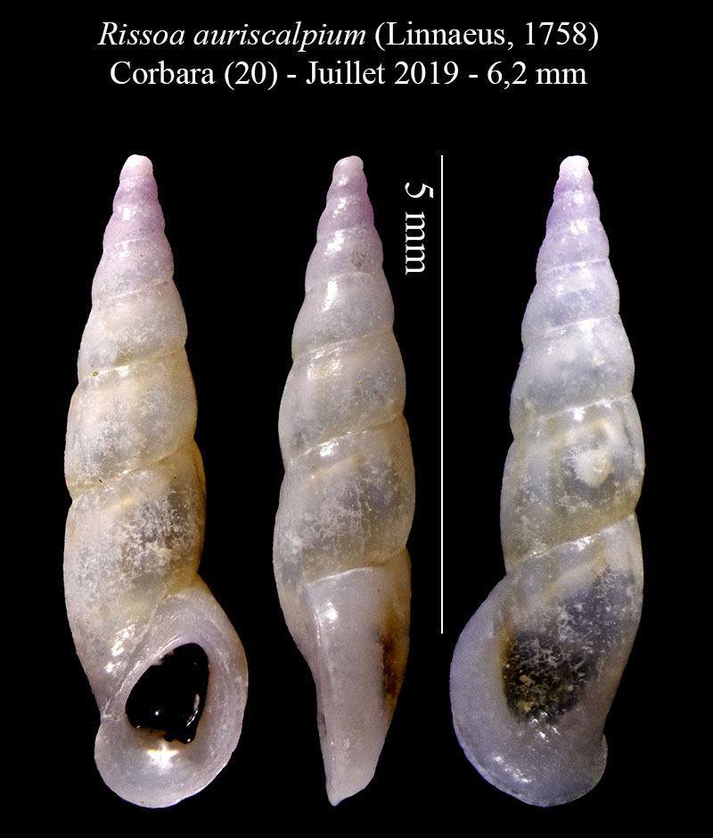 Rissoa auriscalpium #60955