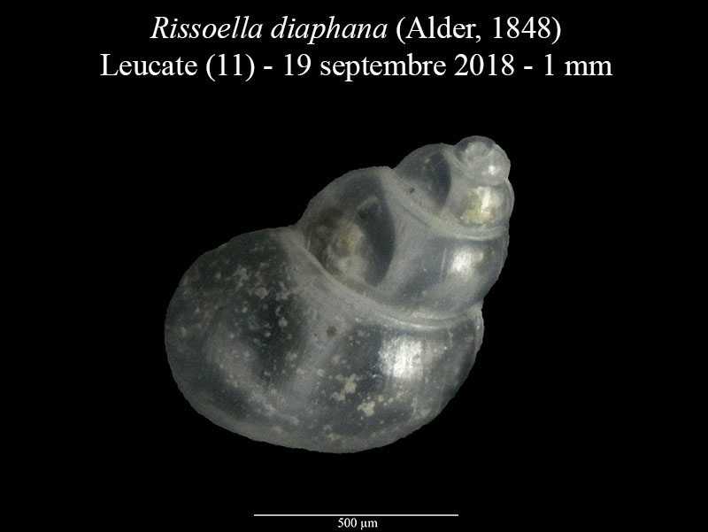 Rissoella diaphana #57442