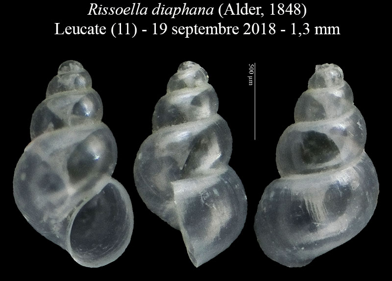 Rissoella diaphana #58708