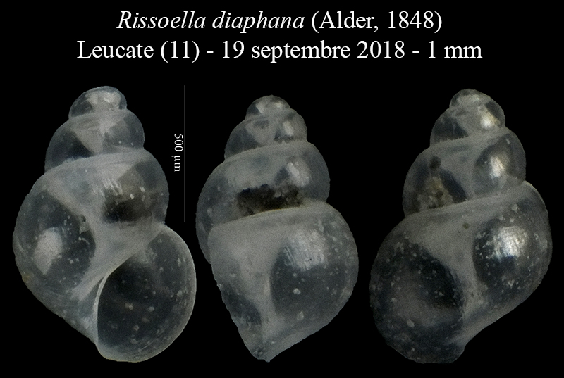 Rissoella diaphana #57441