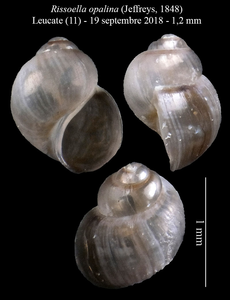 Rissoella opalina #57412
