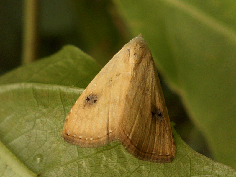 Rivula sericealis #33661