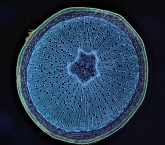 Robinia pseudoacacia autofluorescense du bois #48052