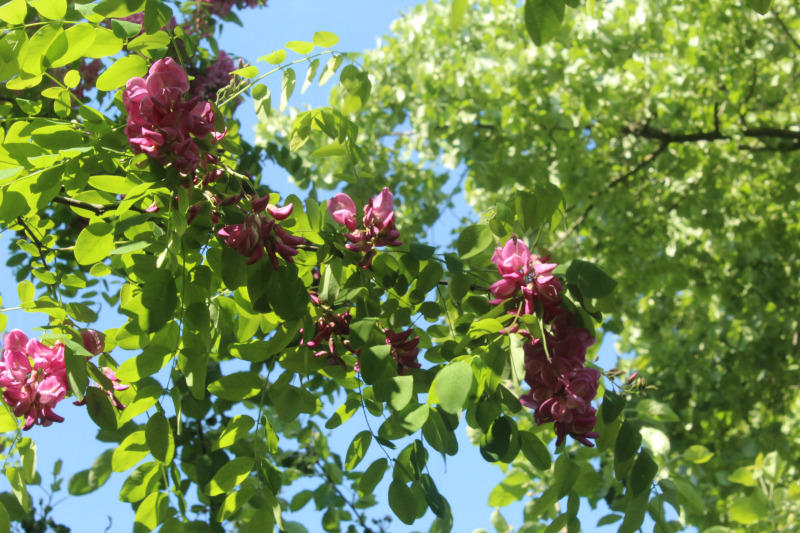 Robinia viscosa Michx. ex Vent. #78916