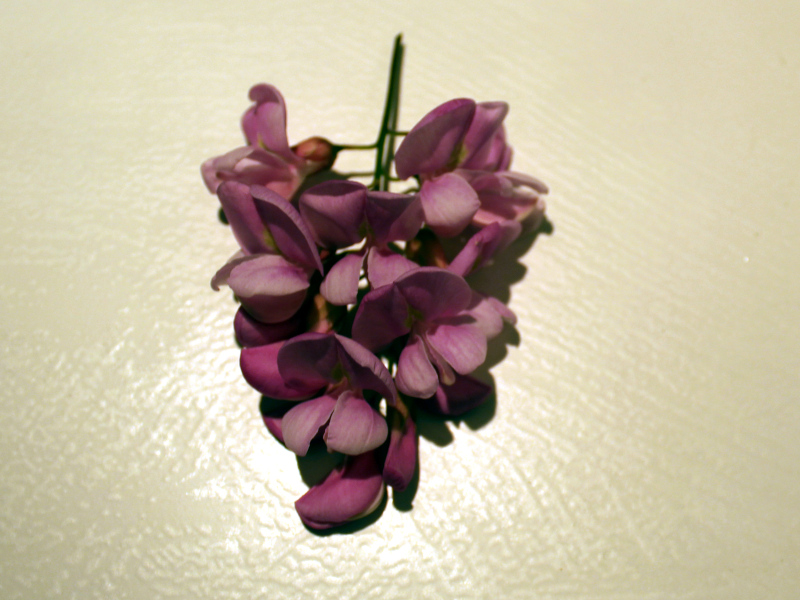 Robinia viscosa Michx. ex Vent. #78922