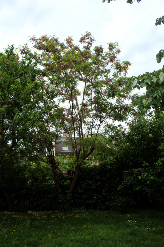 Robinia viscosa Michx. ex Vent. #78915