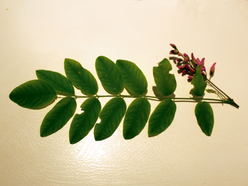 Robinia viscosa Michx. ex Vent. #78918