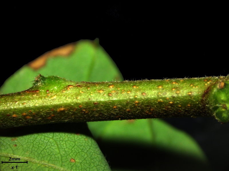 Robinia viscosa Michx. ex Vent. #78917
