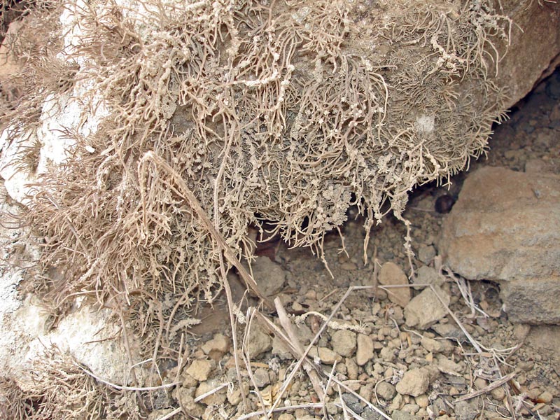 Rocella phycopsis, lichen de l île de Brava, Cap Vert #41230