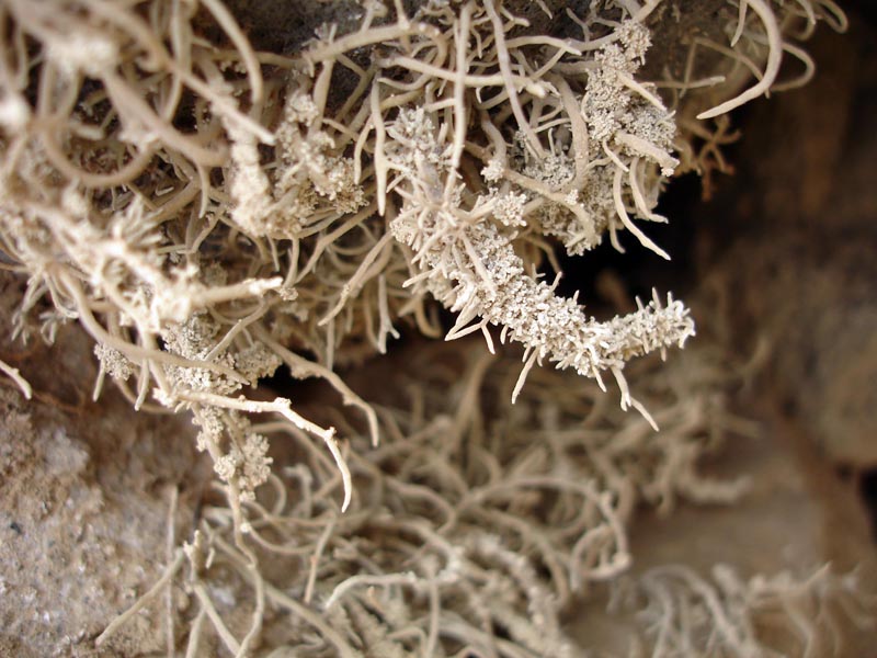 Rocella phycopsis, lichen de l île de Brava, Cap Vert #41232