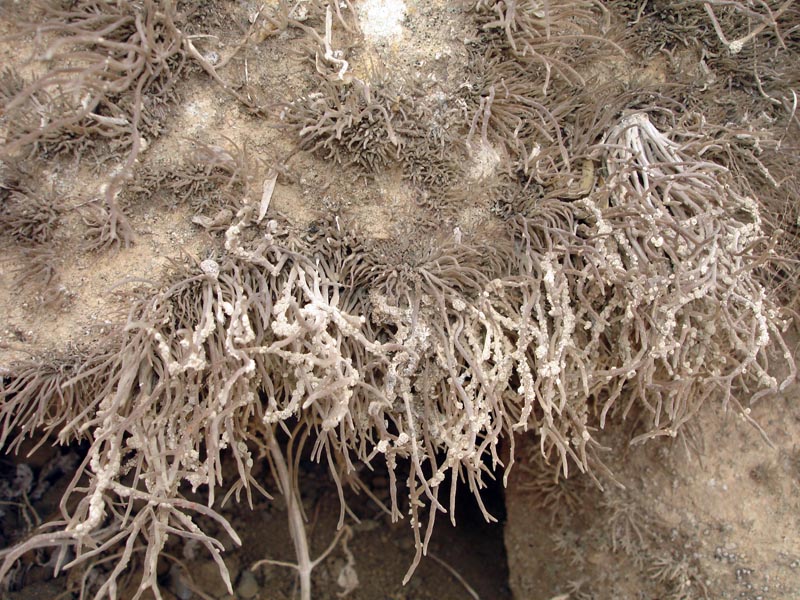 Rocella phycopsis, lichen de l île de Brava, Cap Vert #41231