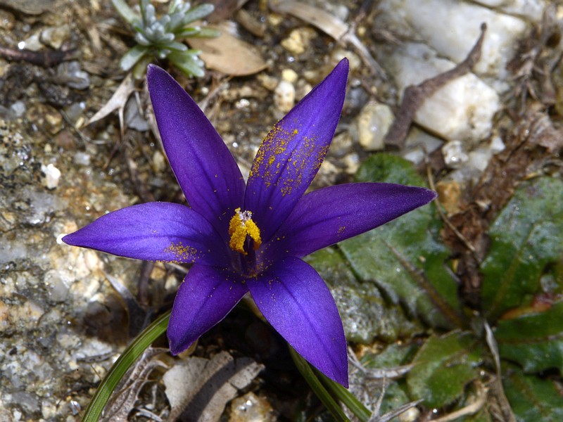 Romulea arnaudii Moret #58054