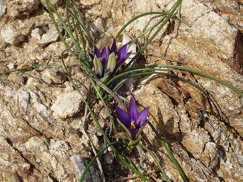 Romulea arnaudii Moret #58055