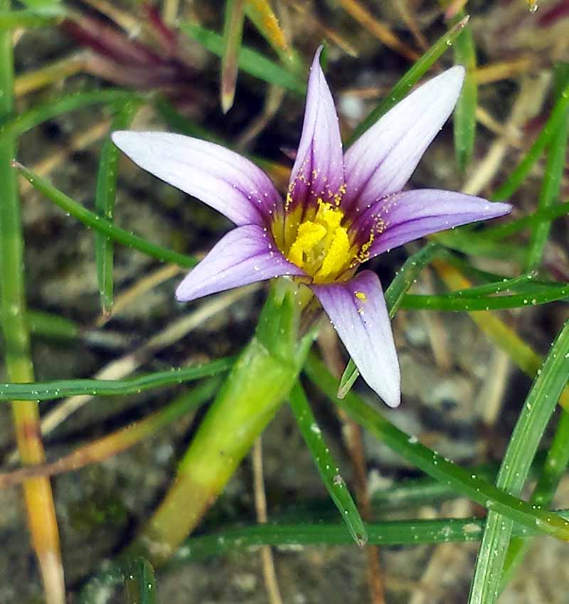 Romulea ramiflora #49445