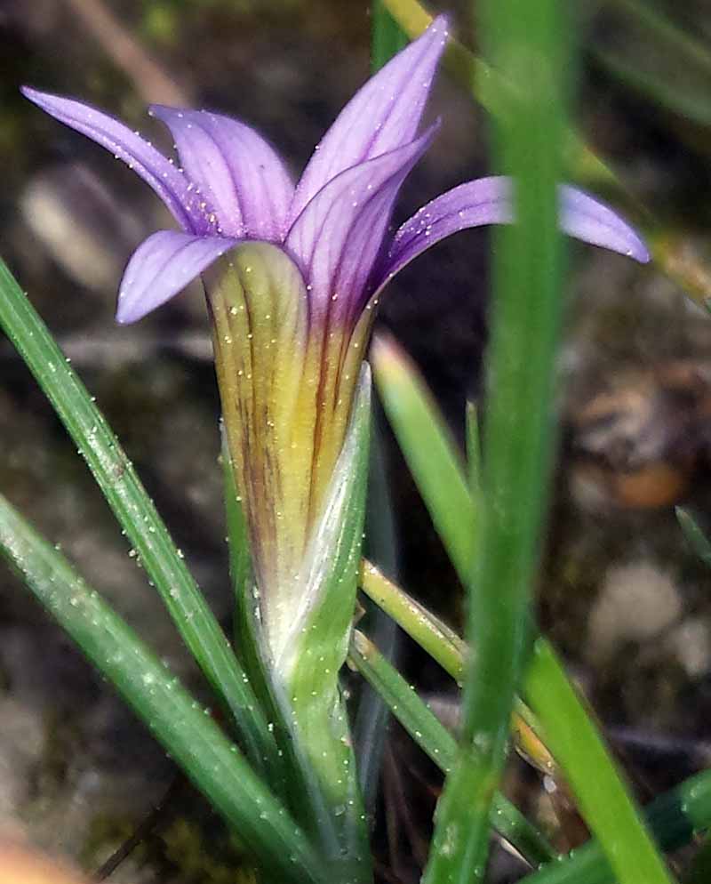 Romulea ramiflora #49444